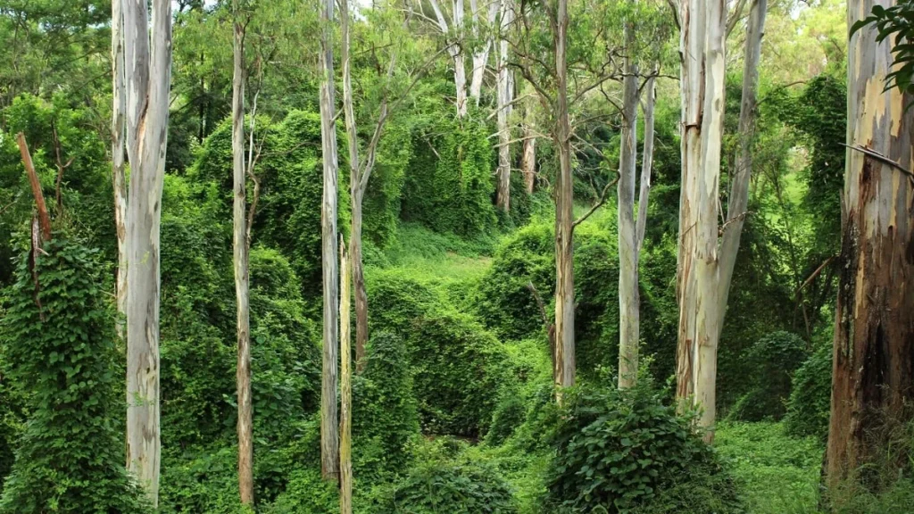 Forêt de Victoria : Comment une éclaircie oubliée produit des eucalyptus géants 30 ans plus tard