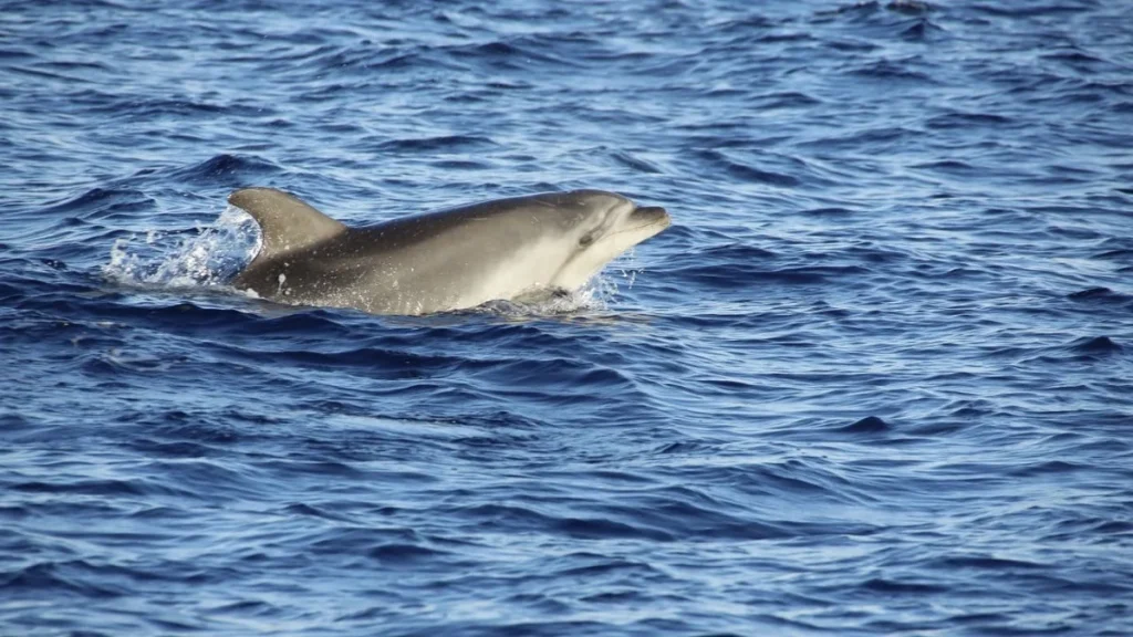 Dauphin Mère-Enfant : Comment un Coquillage Transmis en 4 Minutes Stupéfie les Chercheurs