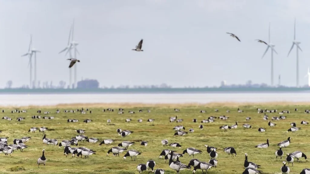 Pale d&rsquo;Éolienne Noire : Comment une Peinture à Smøla a Réduit de 71 % la Mort des Oiseaux
