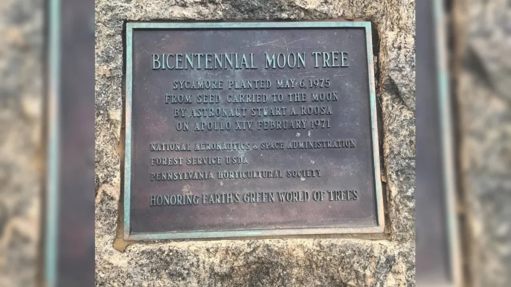 Arbres de la Lune : Comment 500 Graines d&rsquo;Apollo 14 ont Fleuri dans les Parcs Américains