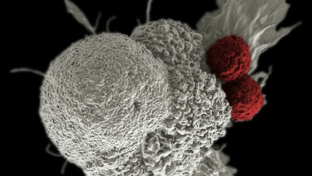 Thérapie CAR-T In Vivo : comment une injection unique reprogramme le système immunitaire contre les tumeurs