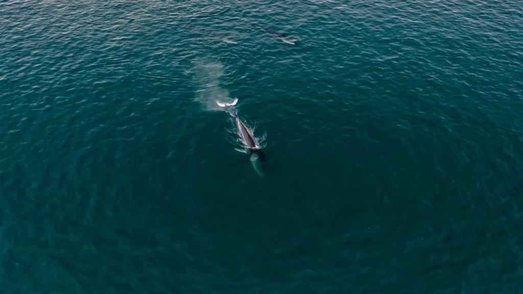 Câbles Sous-Marins : comment ils détectent les baleines silencieuses à 3 000 m de fond