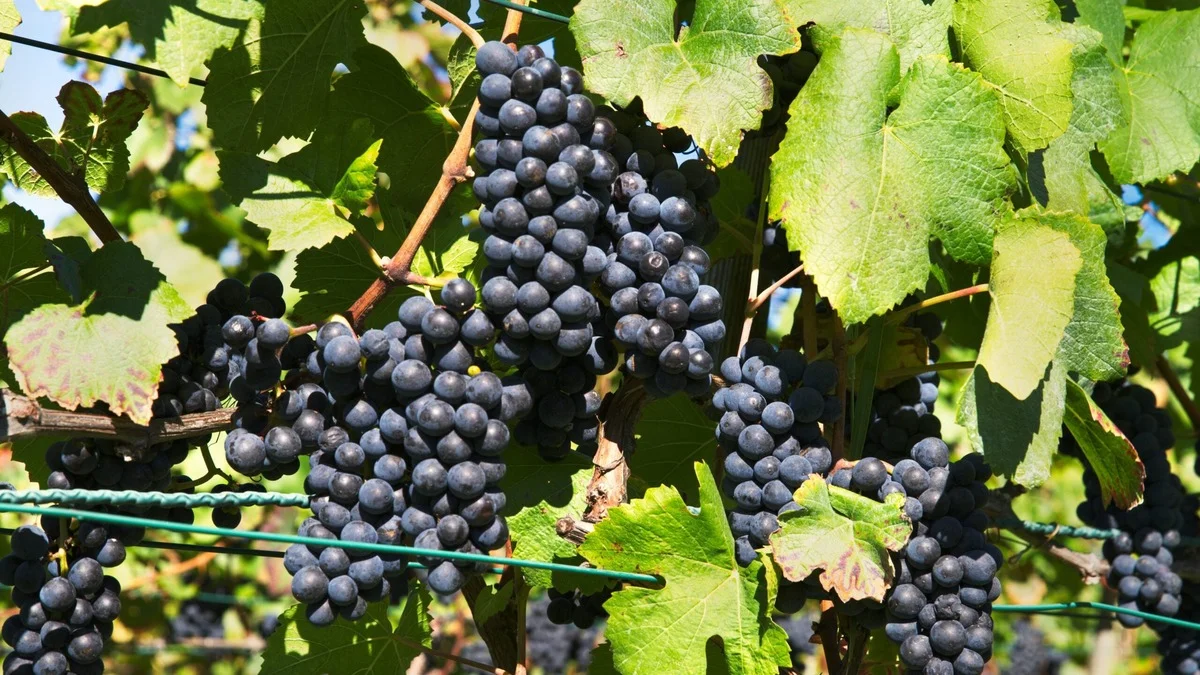 Pépin de Raisin Médiéval : Comment un Grain de Valenciennes a Figé le Pinot Noir pendant 600 Ans
