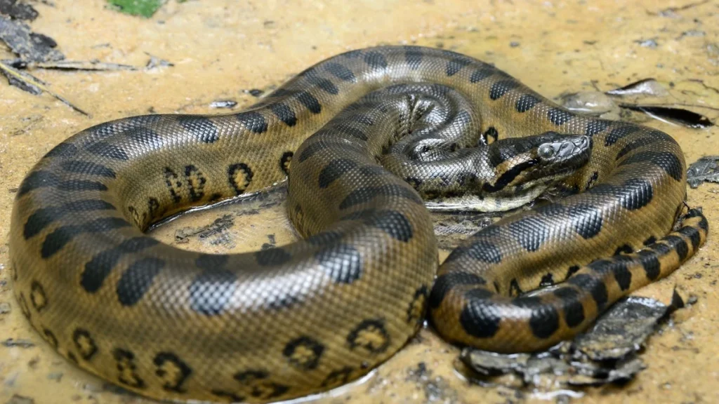 Anaconda Géant Amazonie : comment Will Smith a permis de découvrir une espèce inconnue de 7,5 mètres