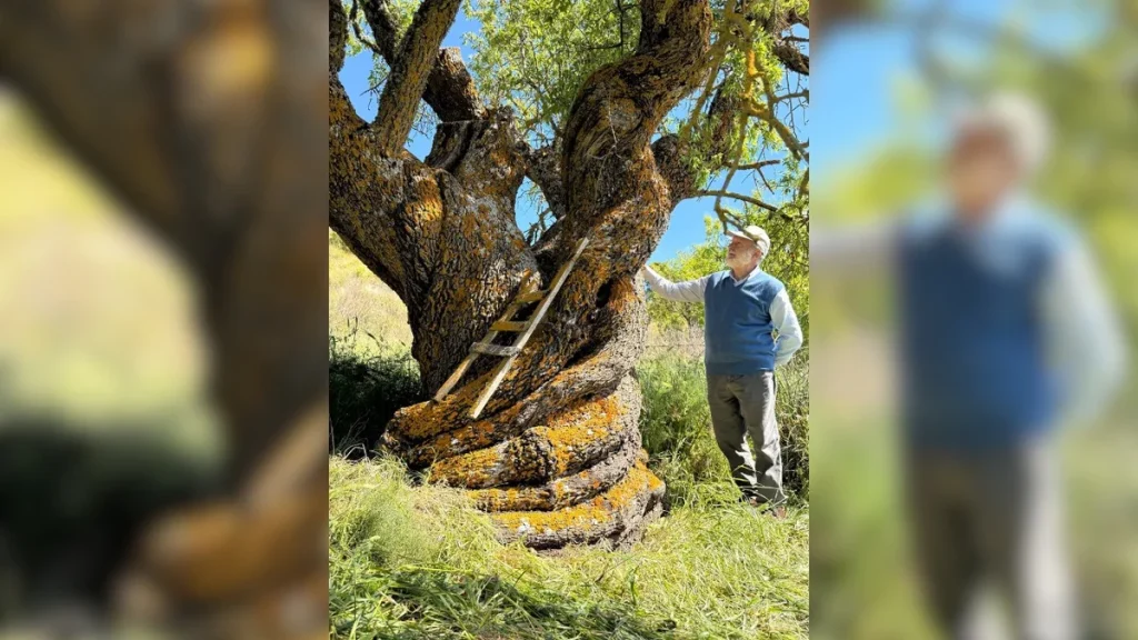Amandier de Castronovo : l&rsquo;arbre sicilien de 500 ans qui dépasse tous les records mondiaux