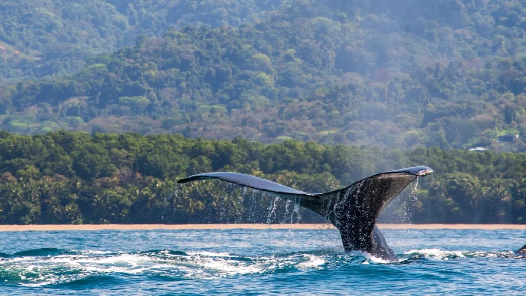 Chasse à la Baleine Basque : Comment un Village de Pêcheurs a Bouleversé l&rsquo;Économie Mondiale