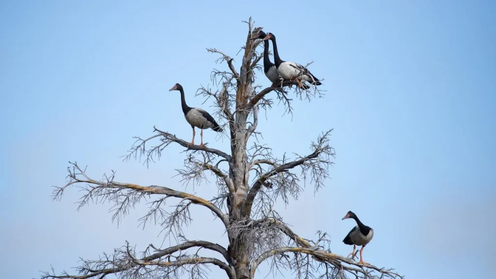 Île de Ré : pourquoi l&rsquo;oiseau emblématique des migrations disparaît sous les yeux des scientifiques
