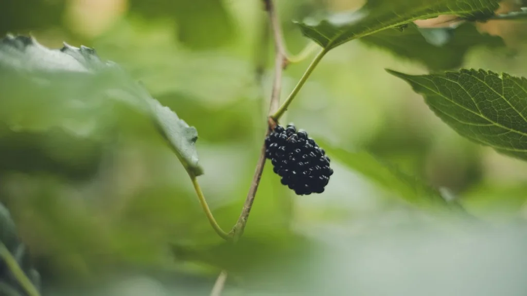 Fruits CRISPR : pourquoi les mûres sans pépins de 2026 divisent les scientifiques français